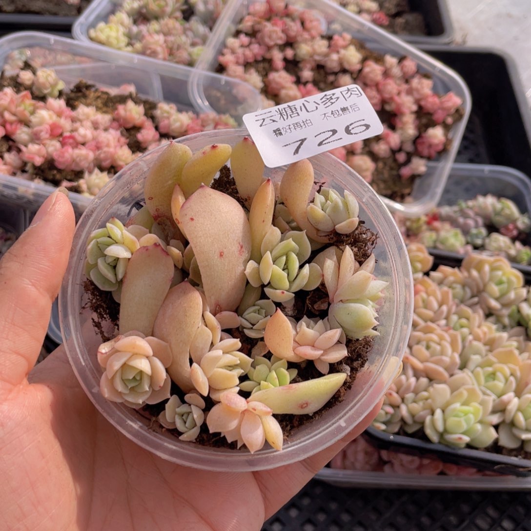 云糖心多肉植物726