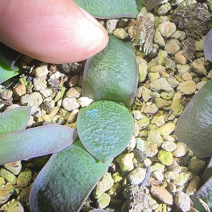 7号特白釉卧牛实生苗