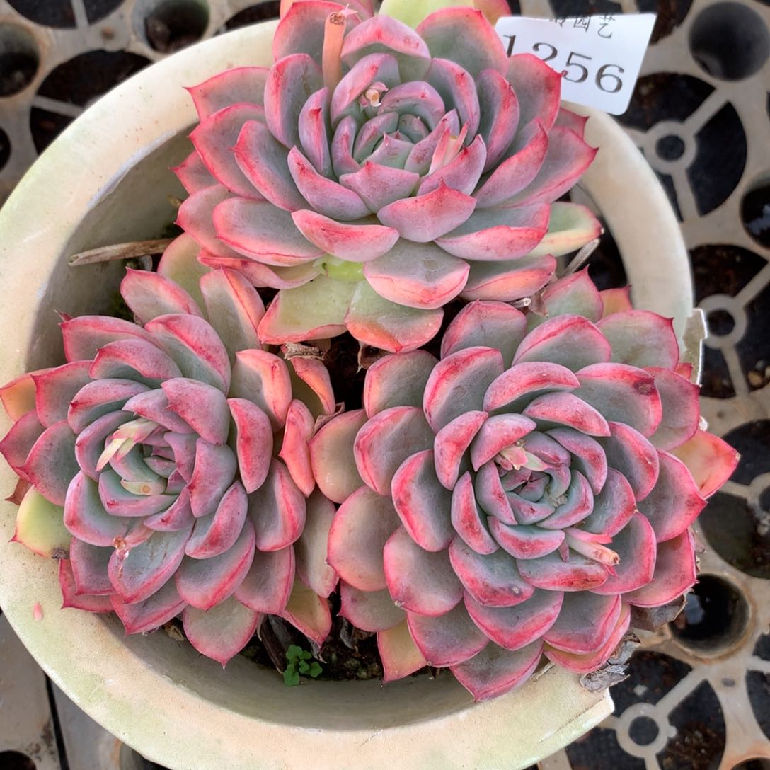 1256新年快乐发发发