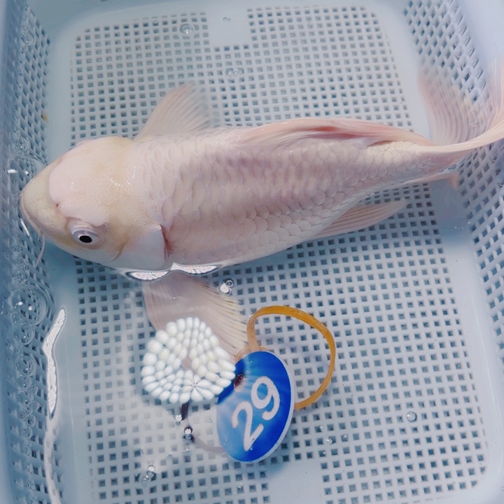 海水鱼观赏鱼锦鲤29