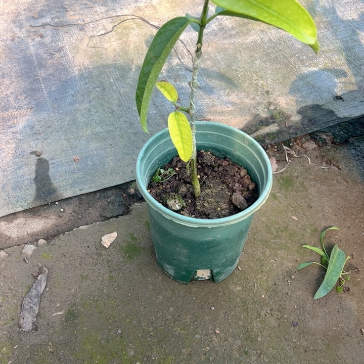 金钻凤梨269930460739