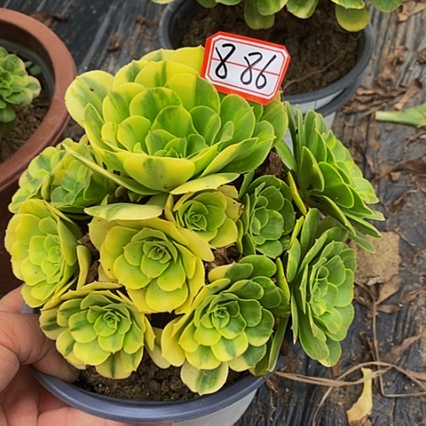 五彩琉璃老桩捧花886号