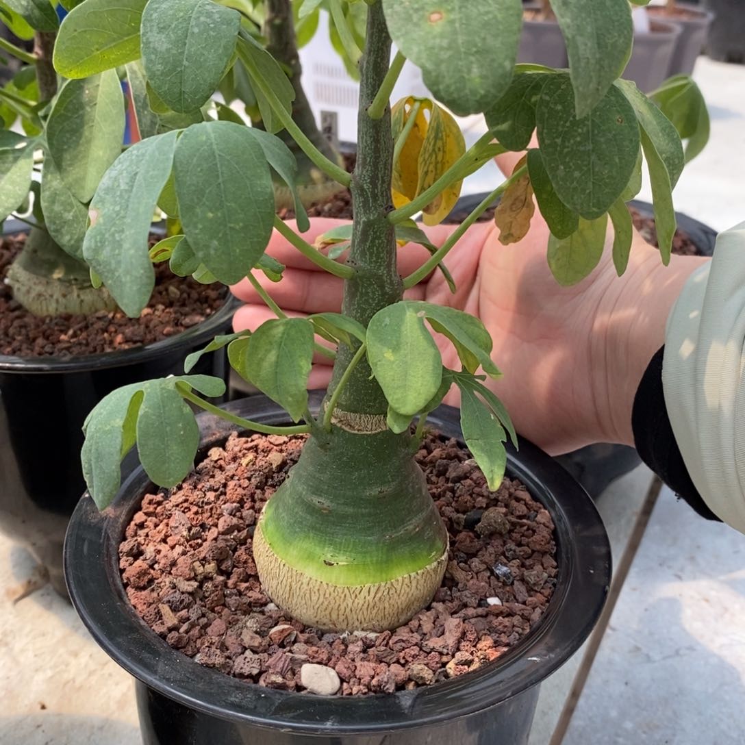 幻蝶蔓实生带盆发货