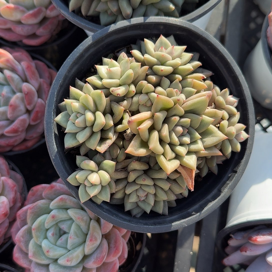 象牙多肉植物精品