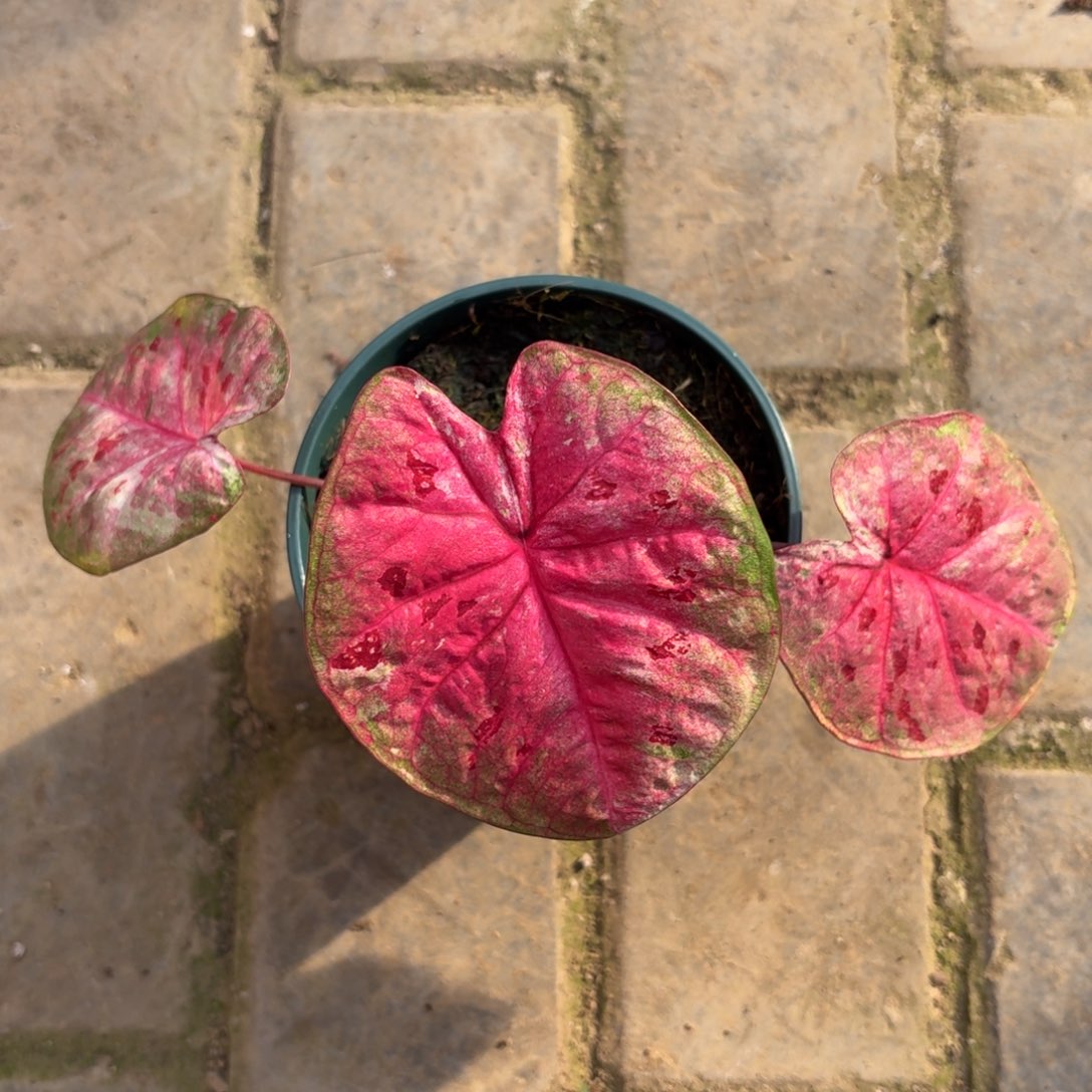 芭提雅泰国彩叶芋70-1205