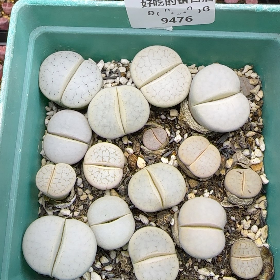 9476。默认脱土。18包邮。偏远88包邮