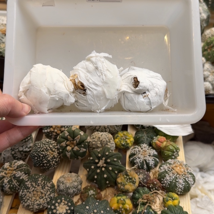 兜星球小仙人球953个月