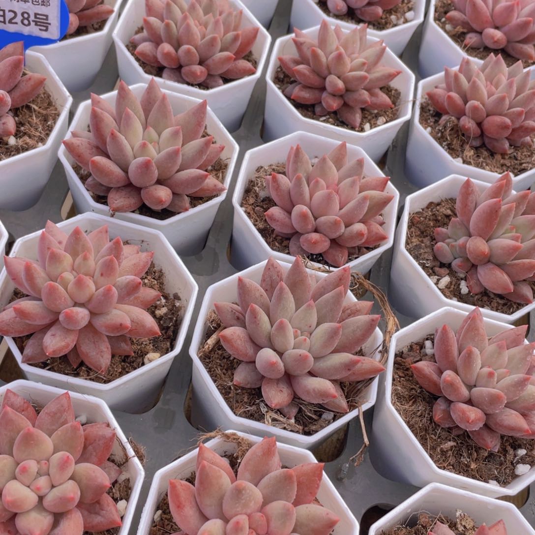 量拍28号 水晶球单头2个