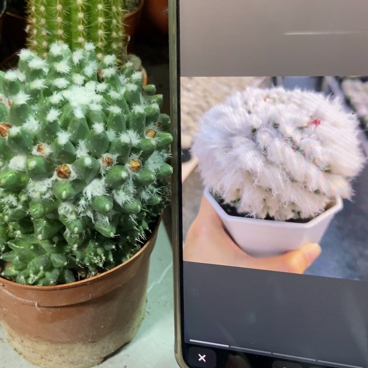 仙人球实生雪糕一个
