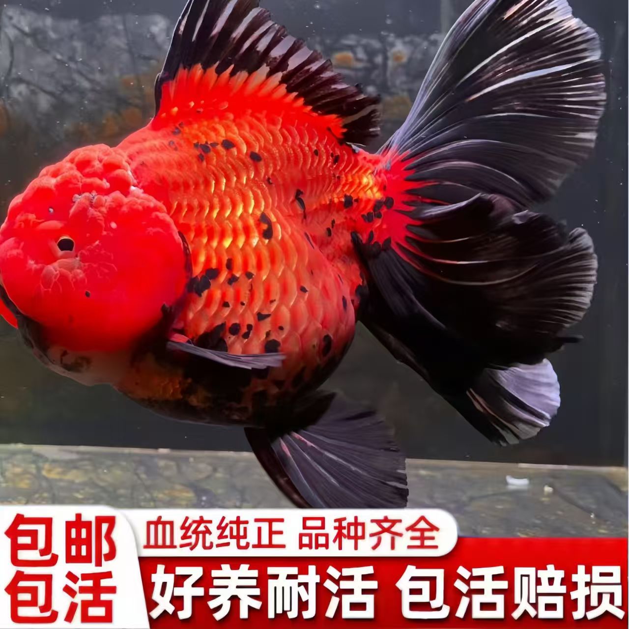 精品泰狮玛丽兰寿好养冷水淡水观赏鱼 没有完整开箱视频不售后
