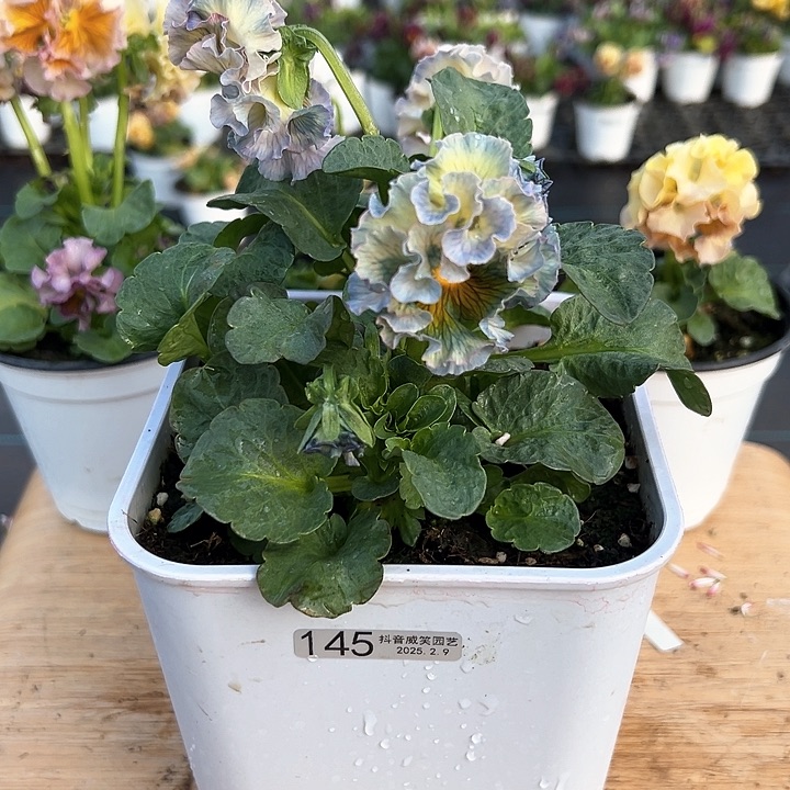 水晶抖音直播闪拍145