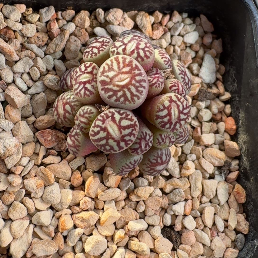 云缦精品番杏28.3红纹粗纹墨20多头