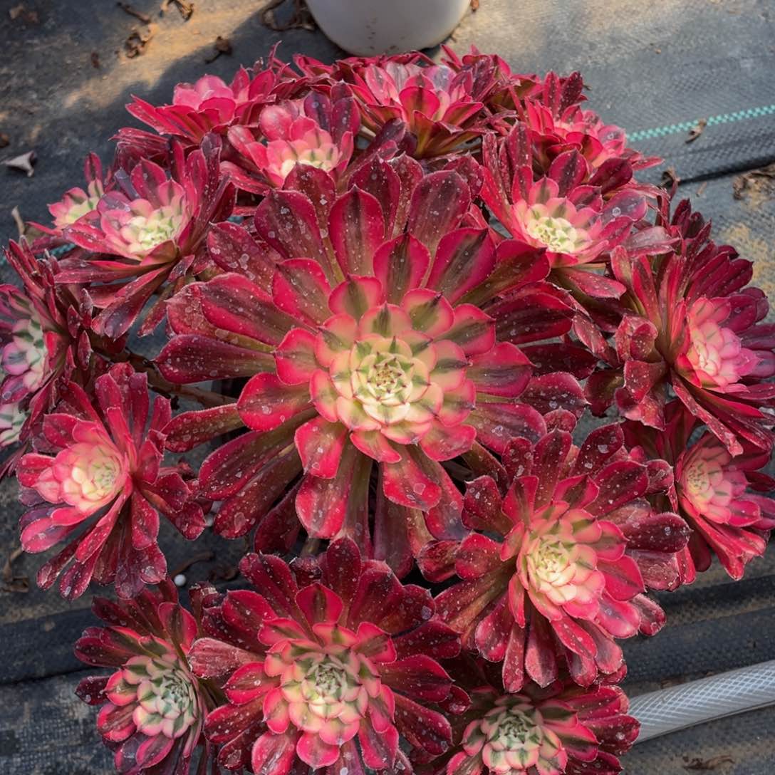 749红铜白精品法师多肉