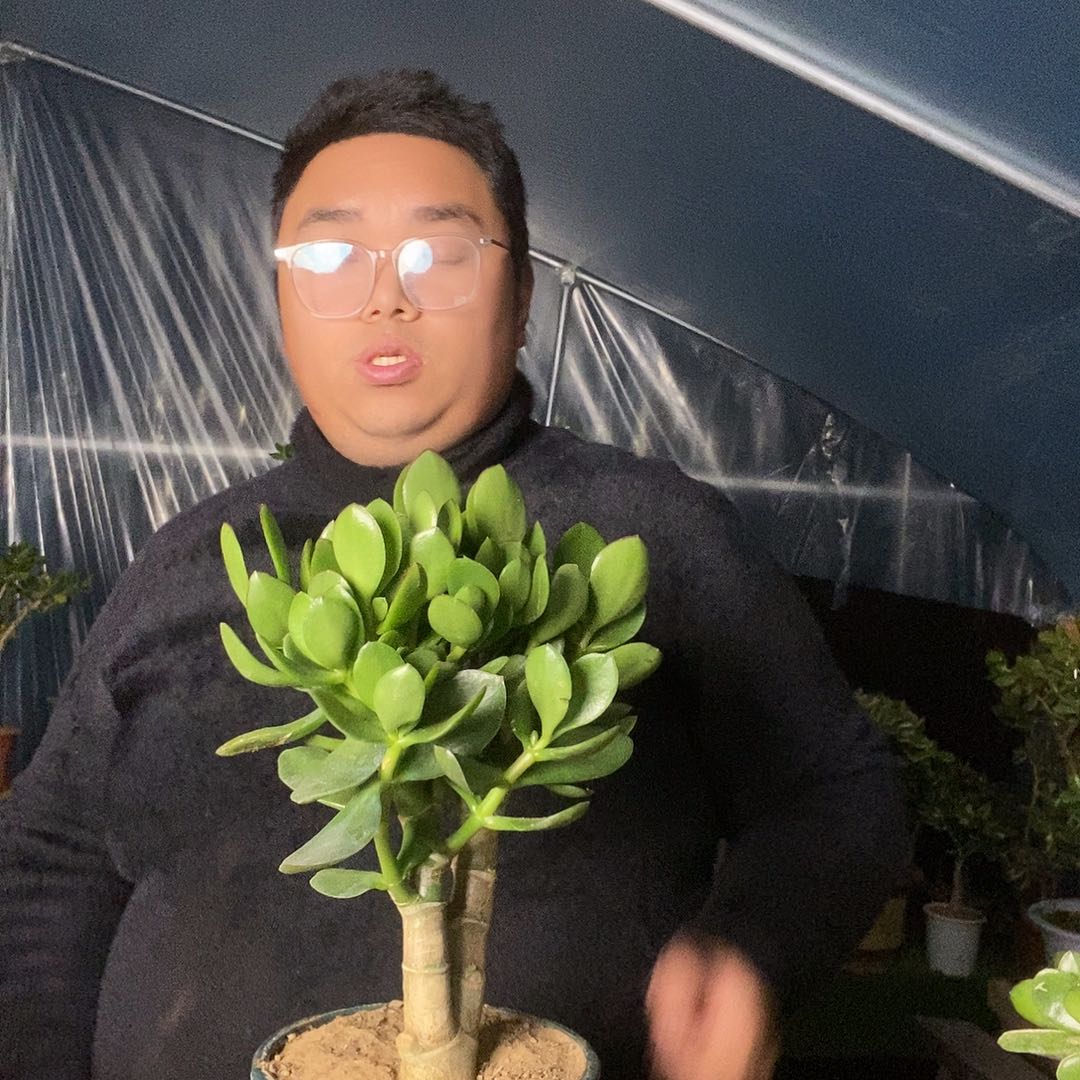 白***哥当前无花栽培后可以开花