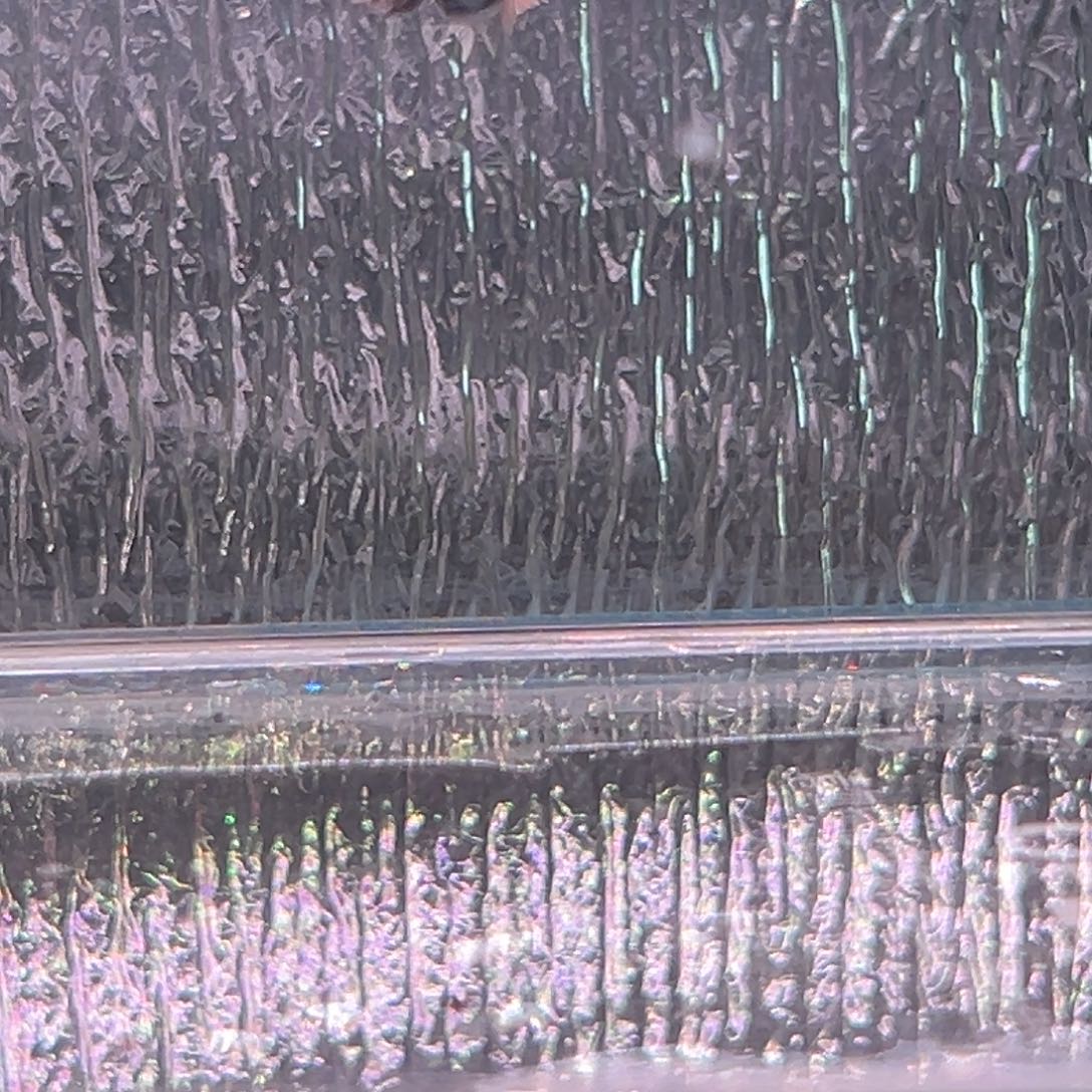 孔雀鱼玛丽鱼崽一条