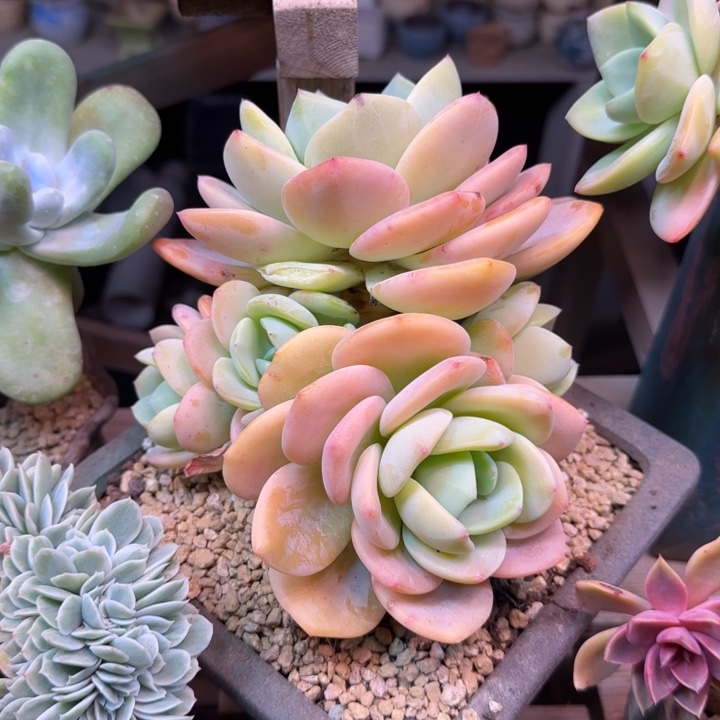 蜂蜜柚子茶多肉植物zizhixian