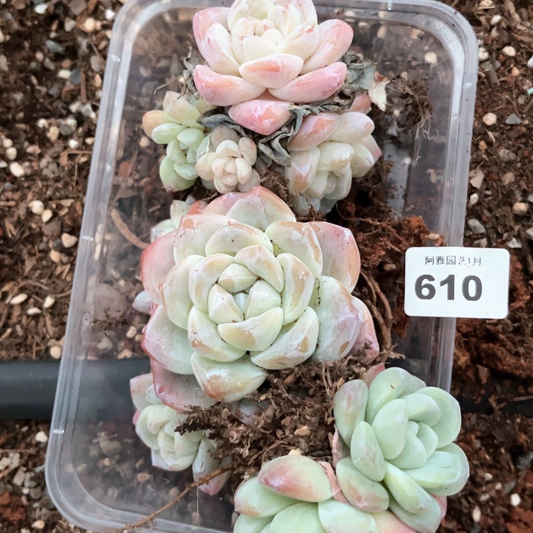 阿雅园艺。        带桩610