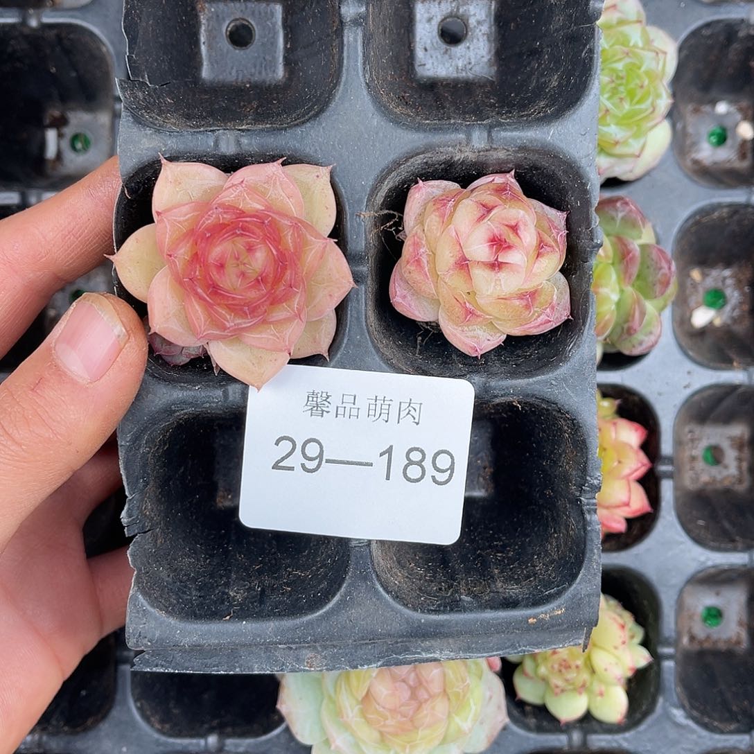 曹***英多肉一物一拍29-189