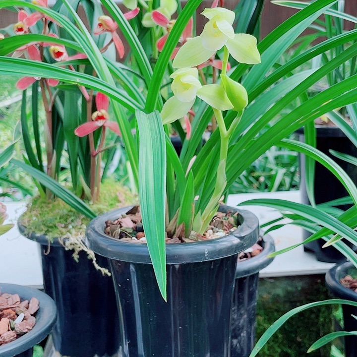 用***4完全开放一物一漂亮