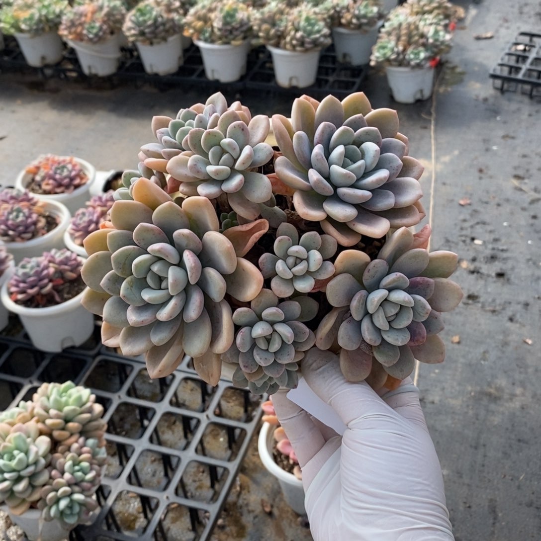 489花斑露一物一拍