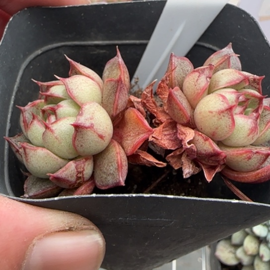 108猫眼一物一拍多肉