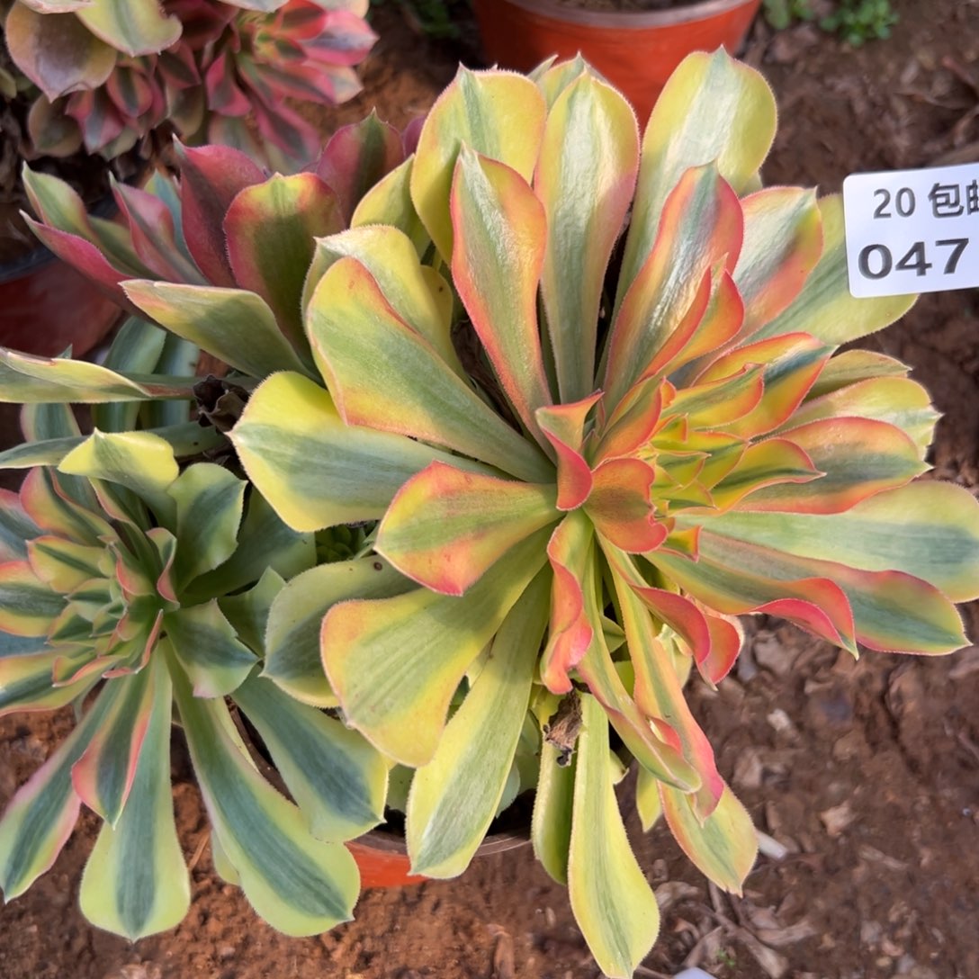 047红秀，满20包邮