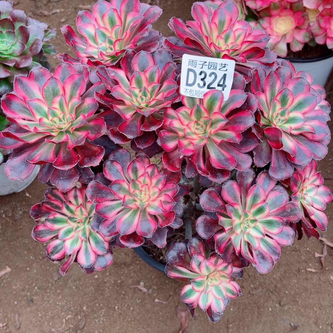 324丽娜雨子多肉植物