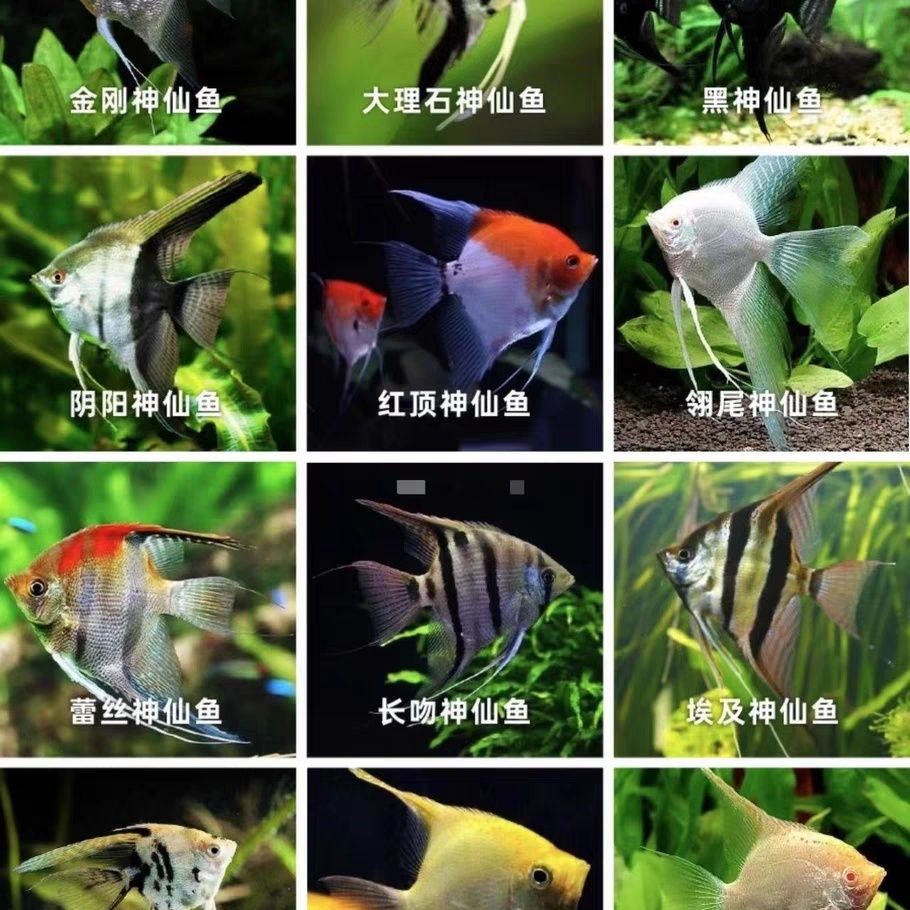 燕鱼魔鬼鱼神仙鱼秘鲁金鼎蓝魔观赏鱼好养耐活淡水混养热带小型鱼