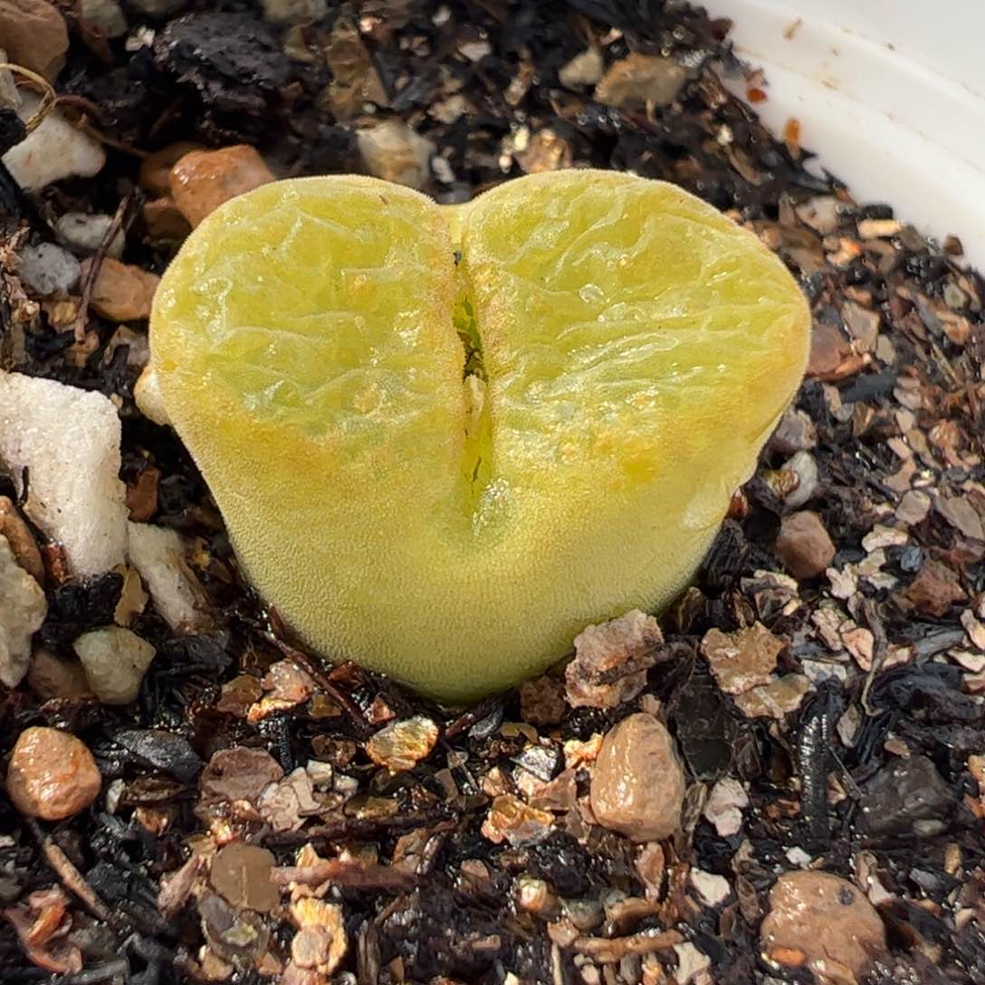 117多肉植物组合