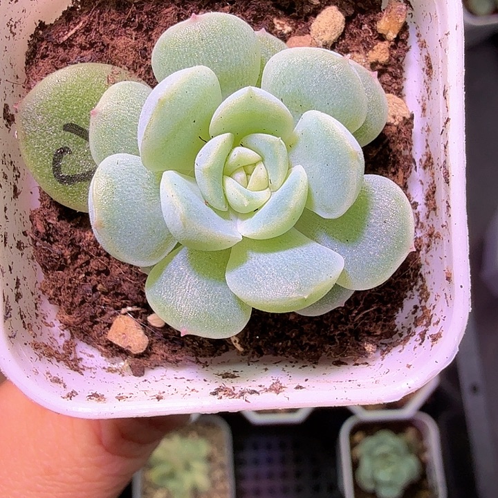 闪灵多肉植物单头