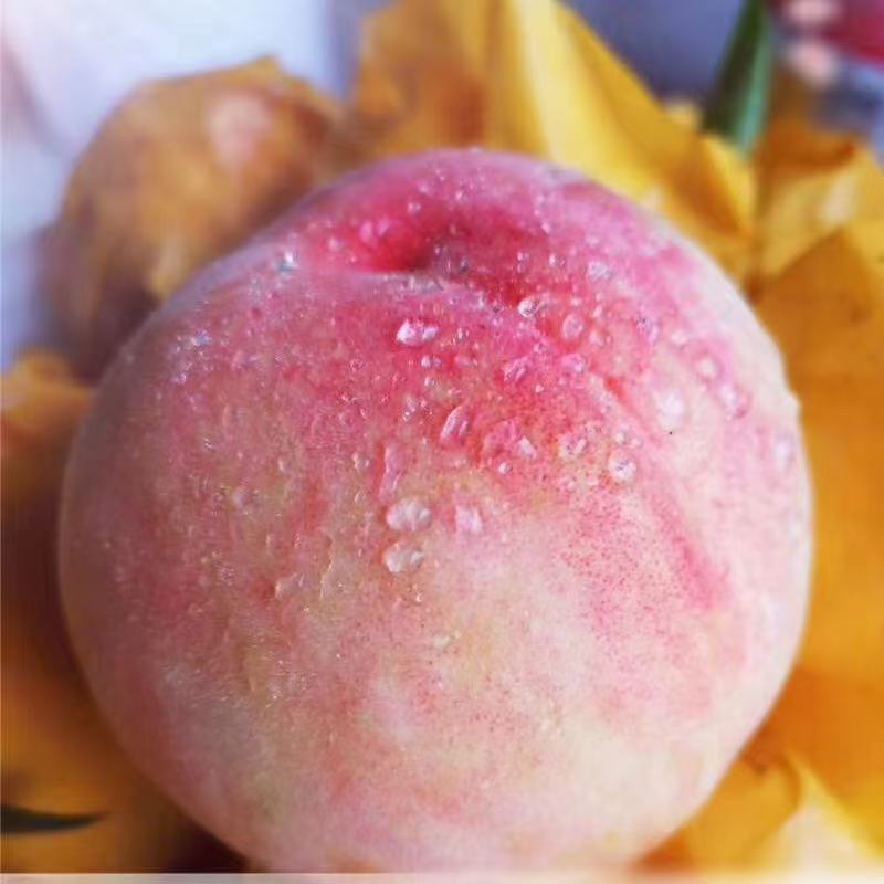 宁波奉化湖景玉露良方水蜜桃顺丰包邮