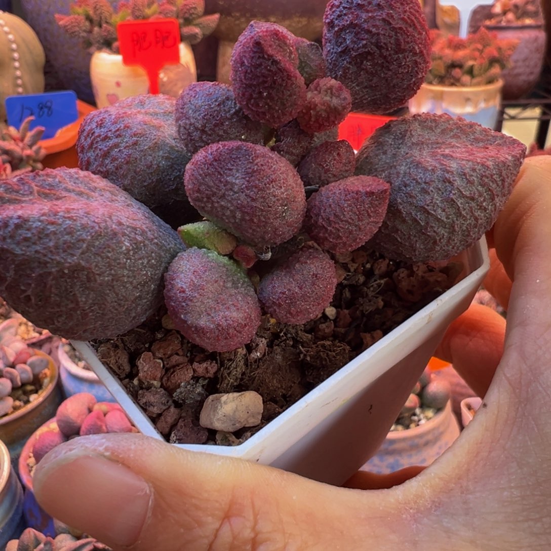 灼***华我们的目标就是成为更优秀更