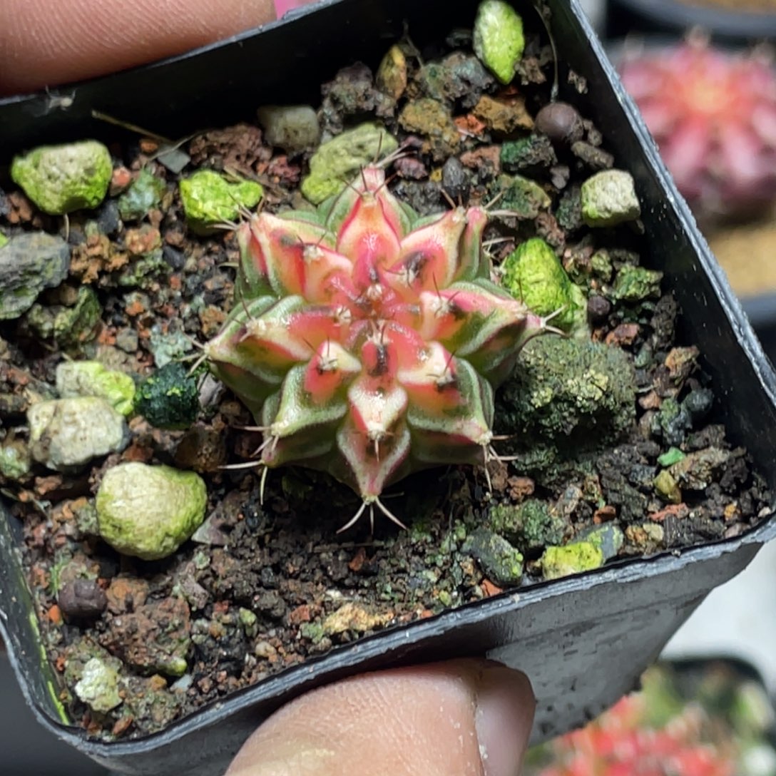 当前无花朵，栽培后可花朵粉虎斑白V背