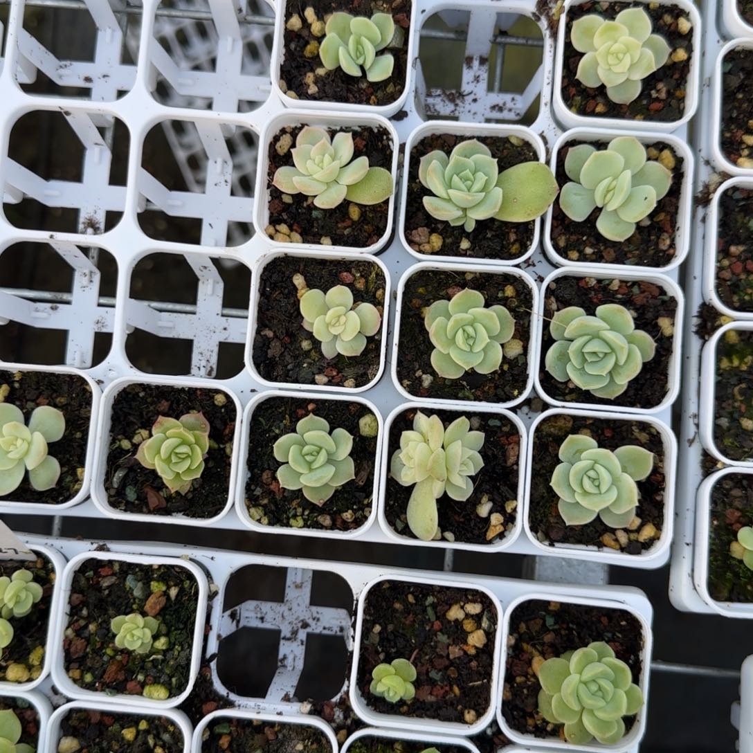 白昼盆2床一个满25包邮