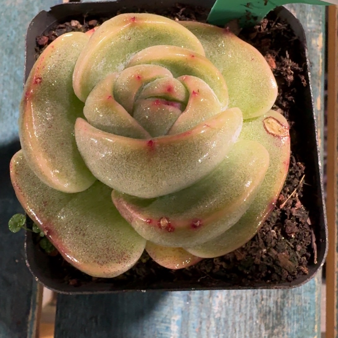 舞***依从前慢花园多肉编号1227-204