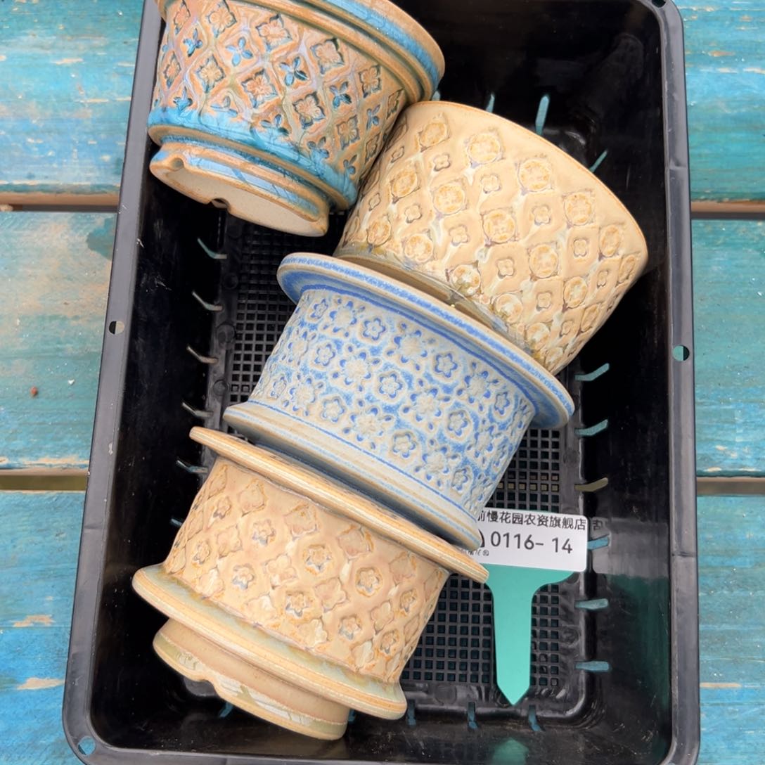 多肉精选编号0116.14