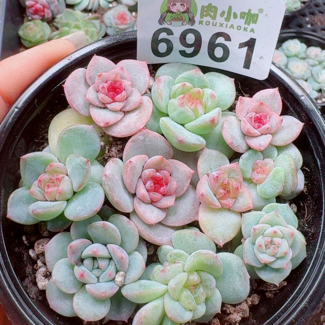 多肉植物多肉植物