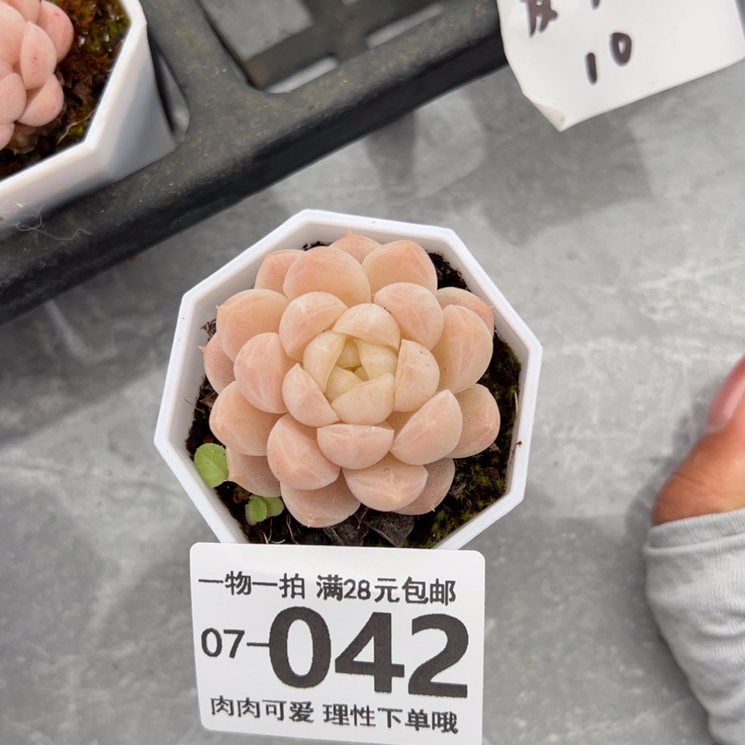 麦秆，多肉多肉多肉多肉