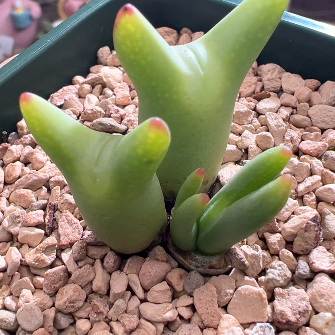 847优选0136皮卡丘细长耳