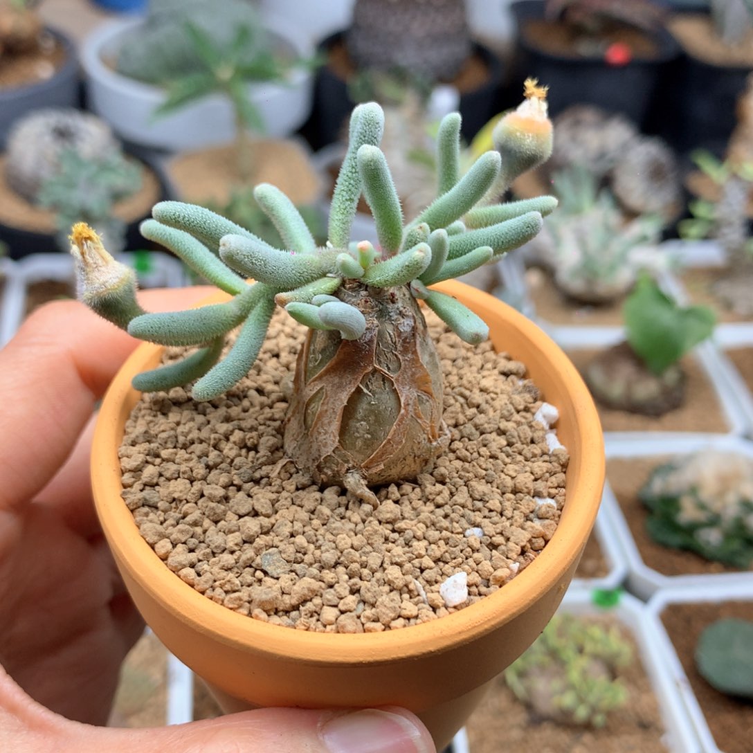 淡青霜母本带盆多肉