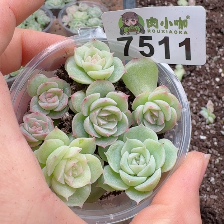 多肉植物多肉植物