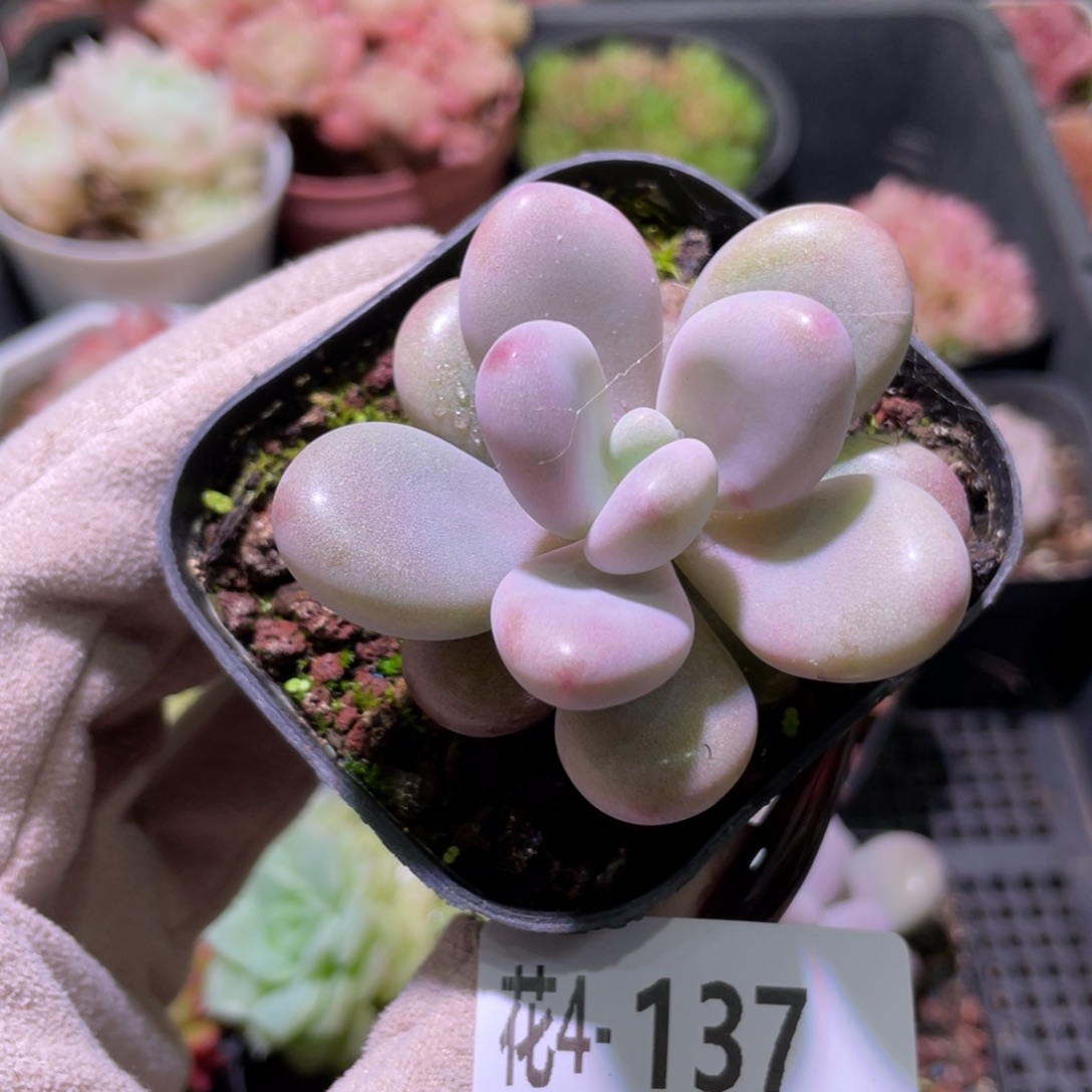 花利美4-137桃蛋单头