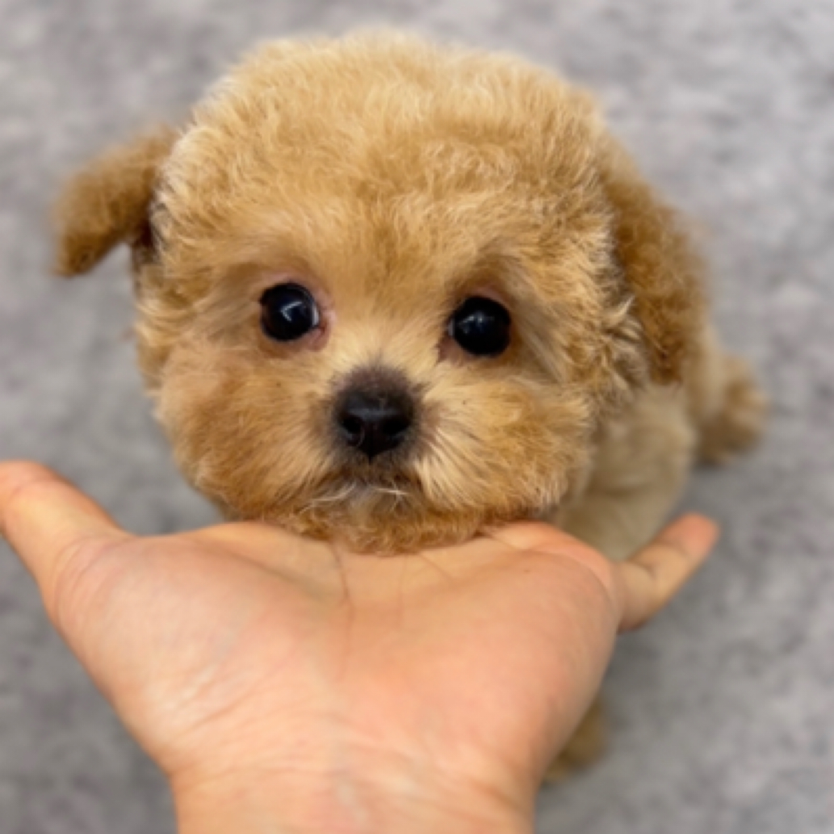 巧克力超小体泰迪熊妹妹