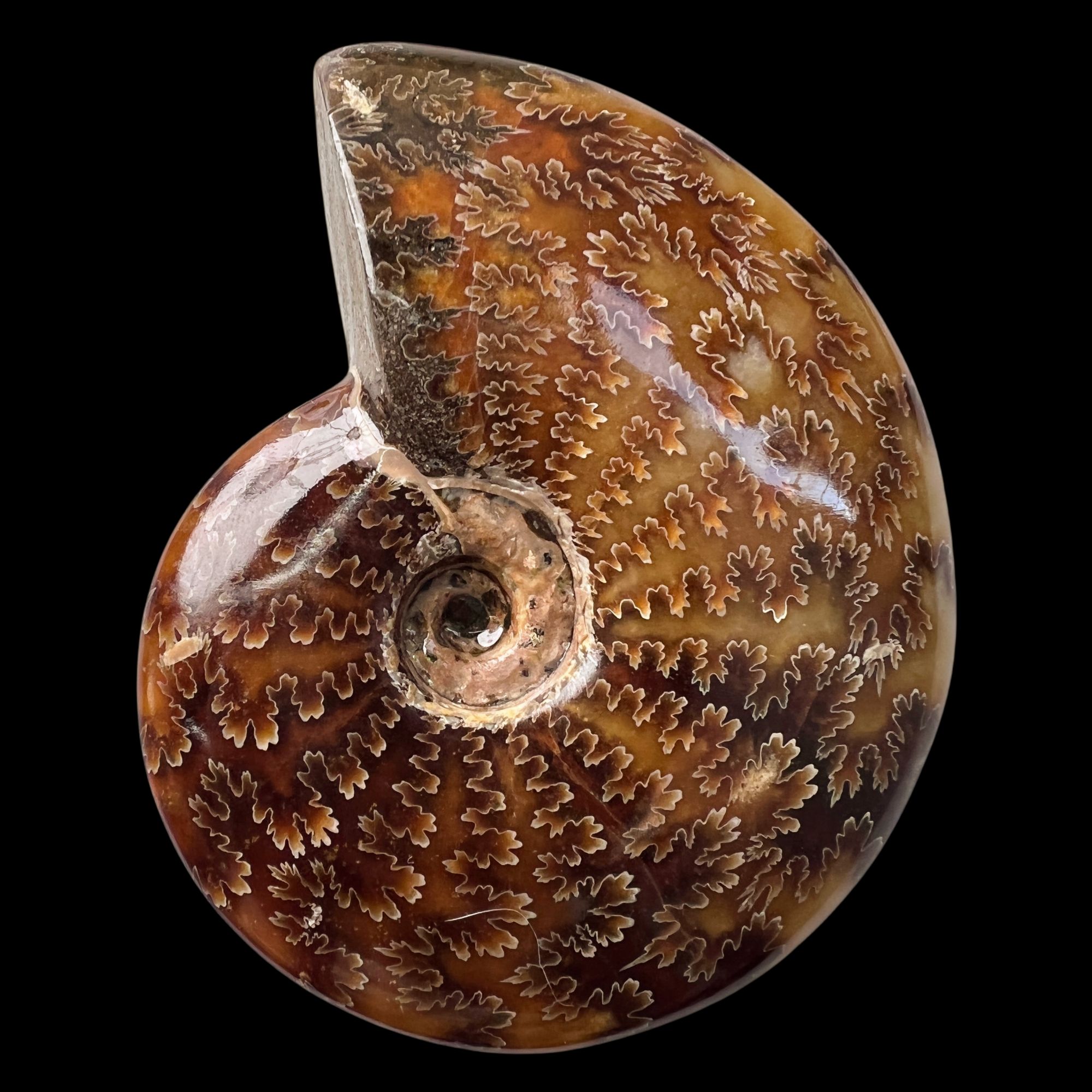 【 叶菊石（手把件）】尺寸101mm 玉化 马达加斯加 古贝壳 A2