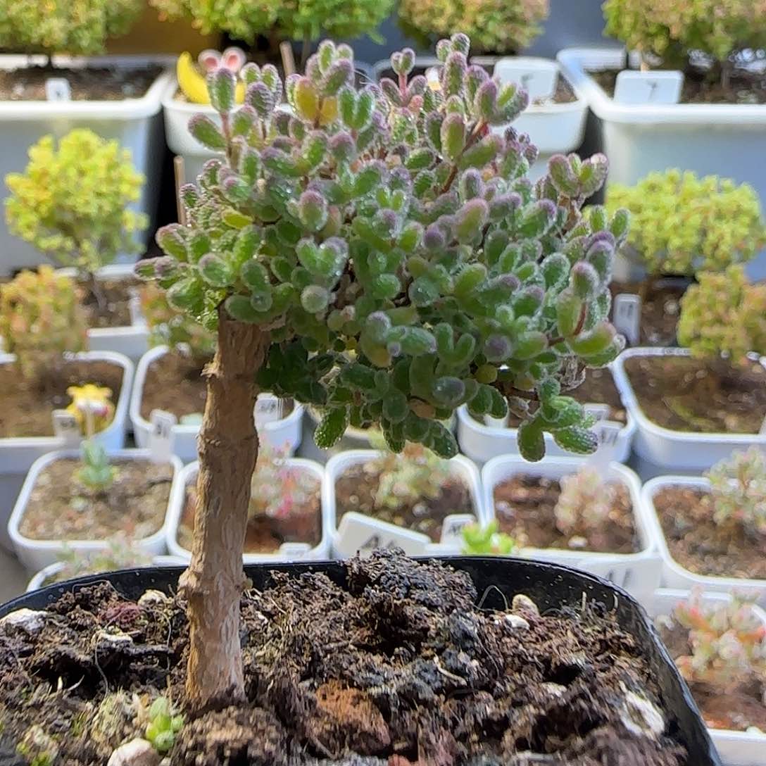 跳跳糖，糖球变异个体