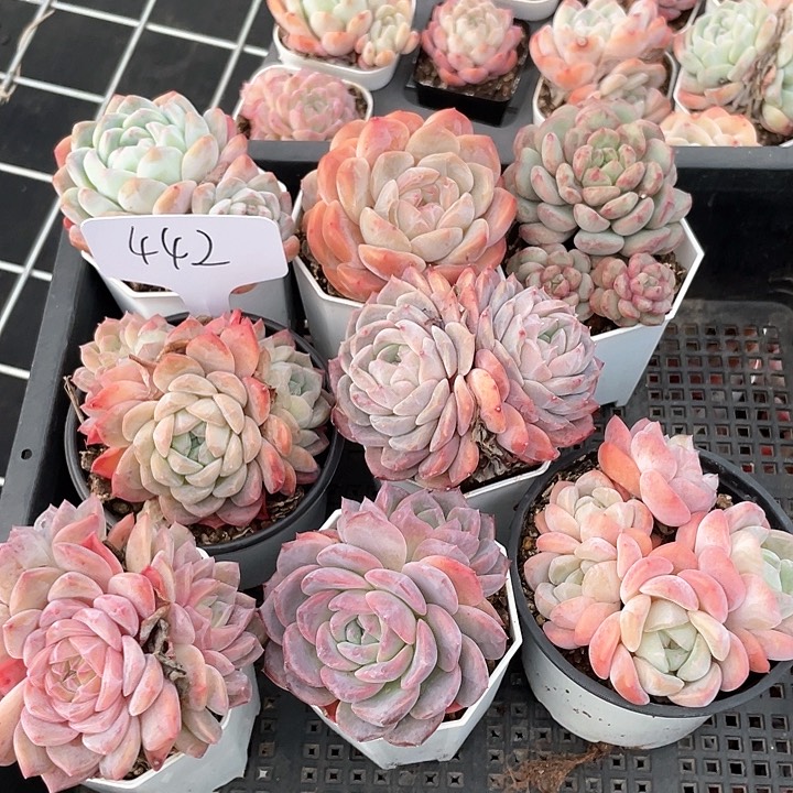 薇薇安园艺多肉442