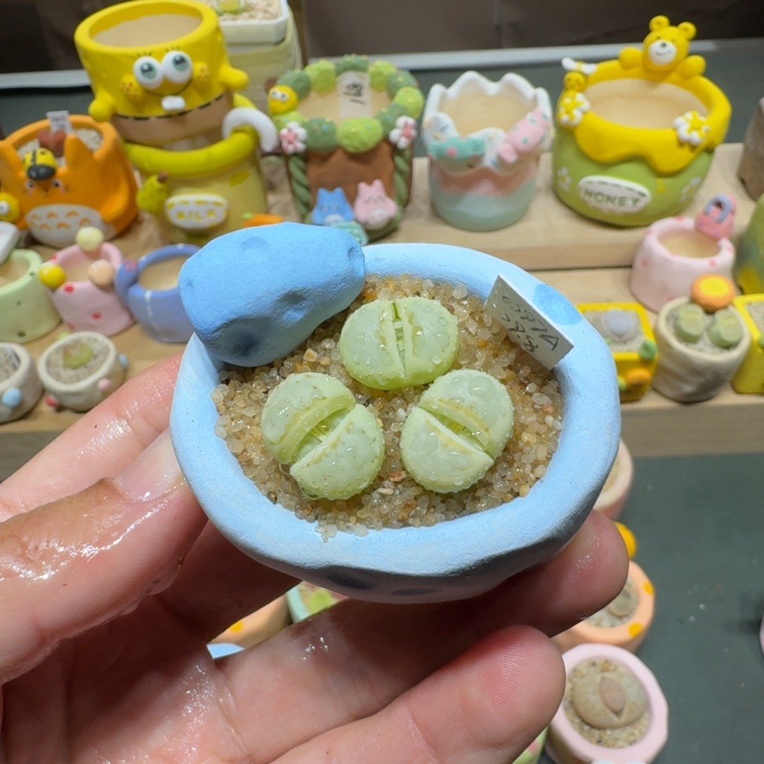 红陶蘑菇689奶油寿丽