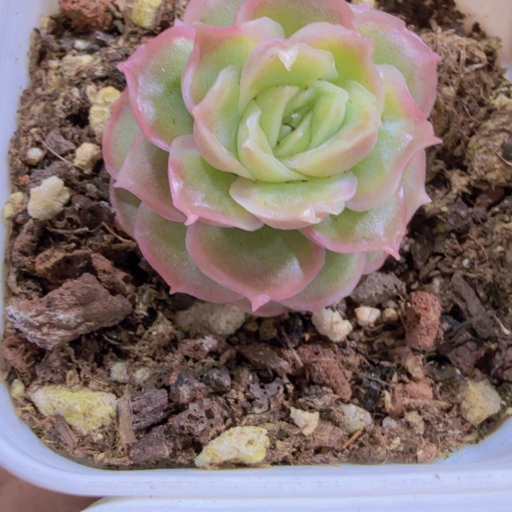 白体水晶虾饺福利一颗