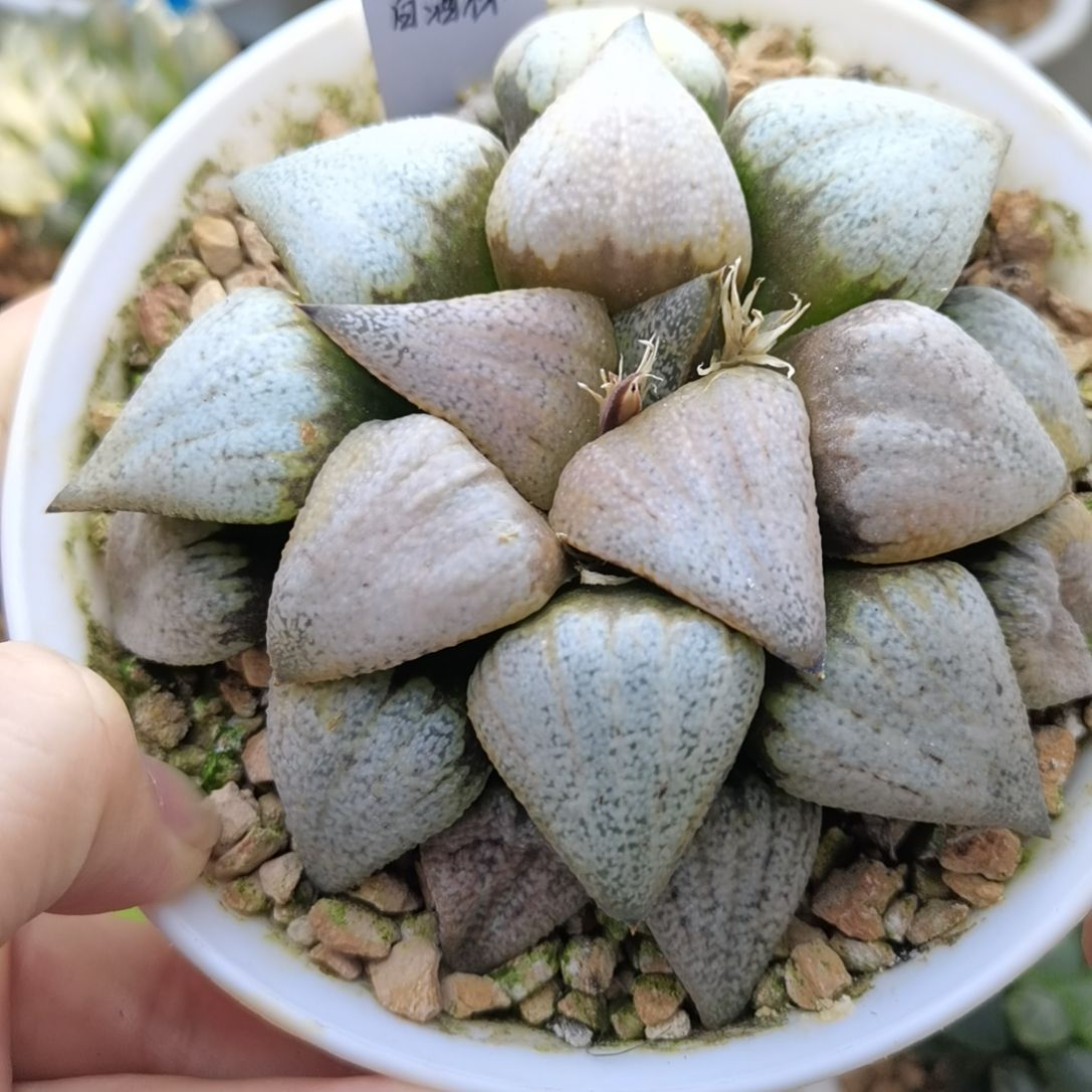 432号白酒杯一物一拍带盆土发货