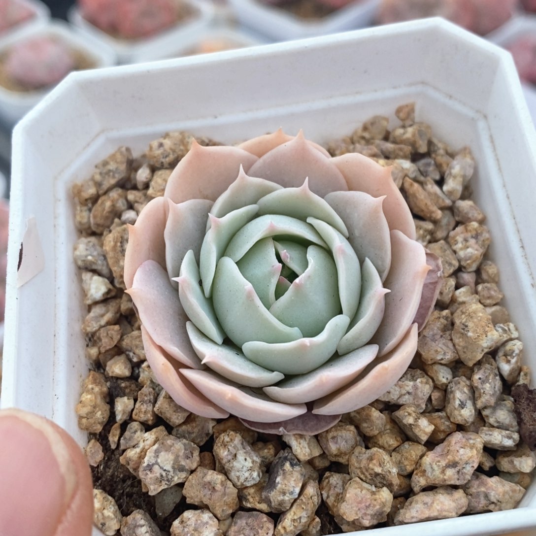 精品多肉一物一拍不包整194